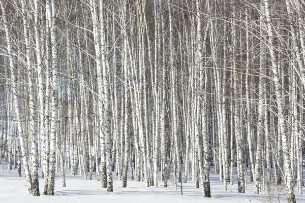 Gümüş birches koru
