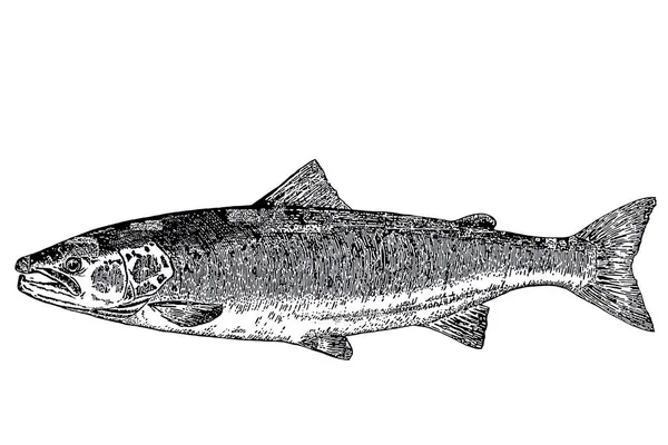 Black White Drawing Salmon — Stock Photo, Image