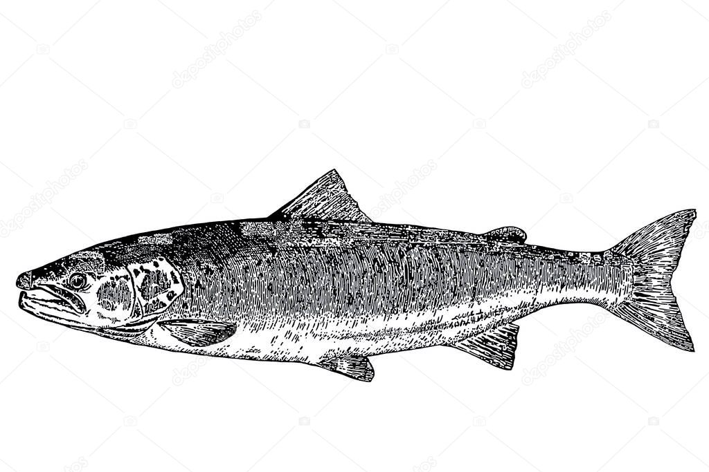 Black and white drawing of a salmon