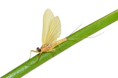 Güzel mayflie
