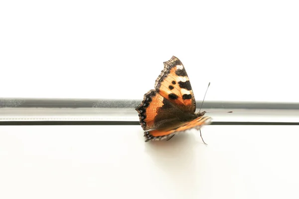 Nahaufnahme Eines Orangen Schmetterlings Einem Fenster — Stockfoto