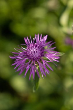 Güneşli bir günde, ormanda mor bir çiçek