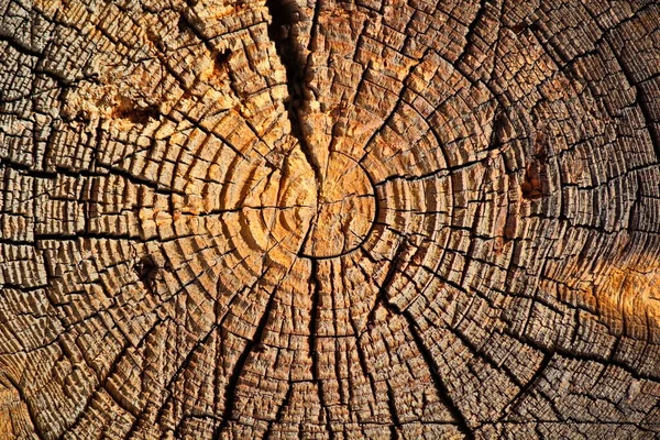 Eski Bir Kütüğün Testeresiyle Doku — Stok fotoğraf