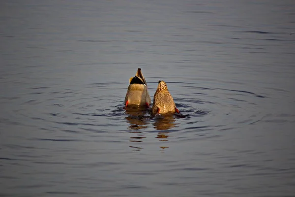 Dois Patos Mergulhar Sincronia — Fotografia de Stock