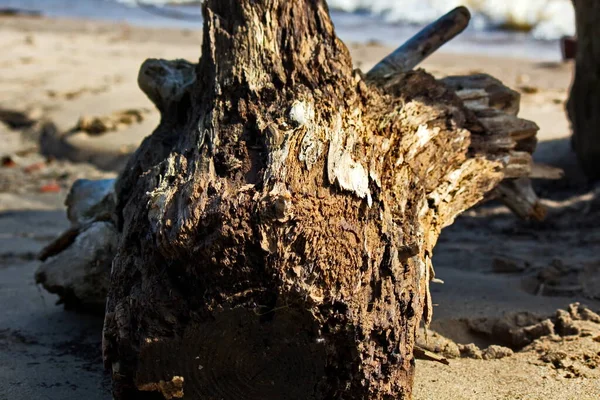 Madera Vieja Deriva Orilla Del Río — Foto de Stock