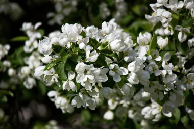 Elma ağacı büyük açar.