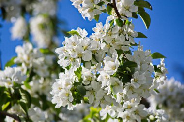 Elma ağacı büyük açar.