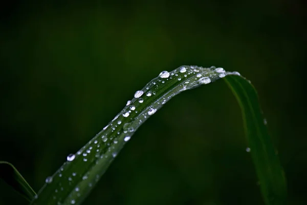 Краплі Води Зеленій Траві Грубому — стокове фото