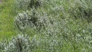 Şiddetli rüzgarlar altında çimenler