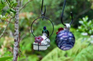 Ormandaki sinekkuşu, Kosta Rika 'daki doğal bir parkta..