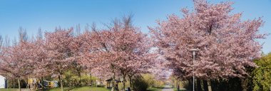 Malmö 'de zengin bir yerleşim bölgesinde yeşil sakura ağaçlarının arasından geçen pembe bir kiraz yolu üzerinde panoramik. Zengin bir banliyöde, baharda bir parkta çocuk parkında, pembe kiraz çiçeklerinin olduğu patika. Bunkesplostrand, İsveç