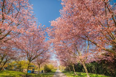 Malmö 'de zengin bir yerleşim bölgesinde bir çocuk parkında sakin bir bahar gününde pembe çiçeklerle kaplı bir Sakura kiraz yolu. Sakin, çiçek açan kiraz ağaçları ya da pembe çiçeklerle kaplı kiraz sokakları. Bunkesplostrand, İsveç