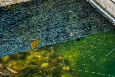 Bir örümcek sabırla bir sonraki avının tuzağa düşmesini ya da tuzağa düşmesini bekler. Ürkütücü böcek korku, nefret ve tiksinti taşır.