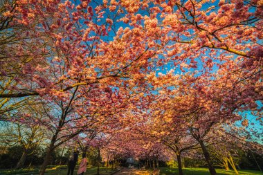 Sakura kiraz yolu ya da bulvar. Gün doğumunun renkleriyle parıldayan kalın çiçeklerle çiçek açıyor. Çiçek, yenilenmenin ve yeniden doğuşun sembolü, insanları pembe çiçekleri altında barındırır.