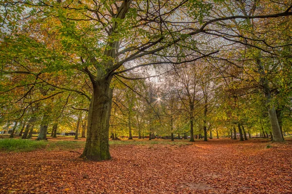Jaegersborg Dyrehave Herbst Ein Buntes Laub Dominiert Die Natürliche Stressfreie — Stockfoto