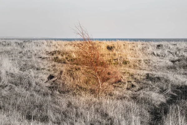 Lone Frágil Árvore Colorida Matagal Junto Mar Ursos Solidão Solidão — Fotografia de Stock