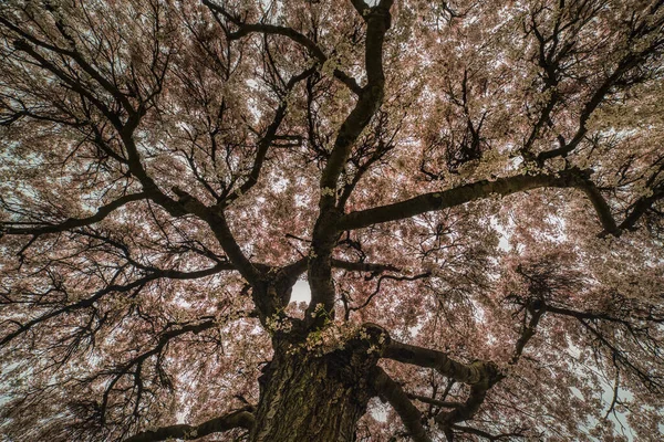 Textura Flor Rosa Exuberante Sob Uma Copa Árvore Sakura Símbolo — Fotografia de Stock