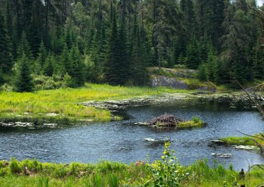 Kunduz Kanada wildermess evde