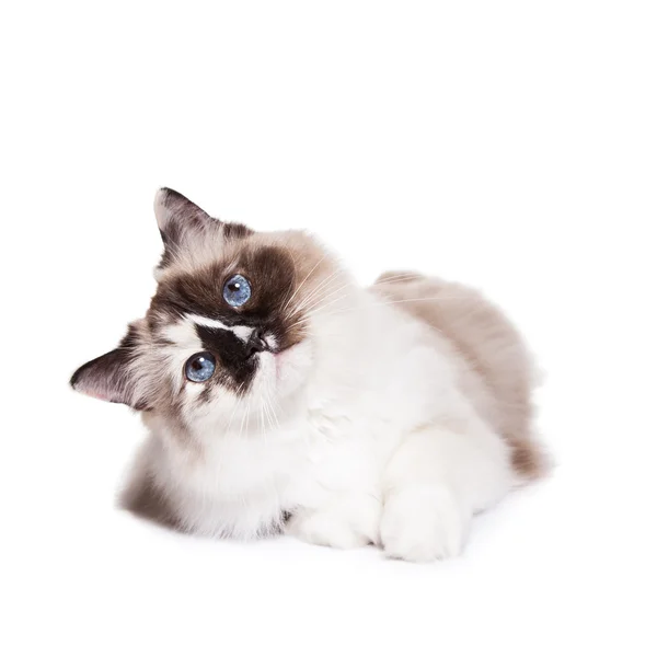 Roztomilý hnědá a bílá kočka — Stock fotografie