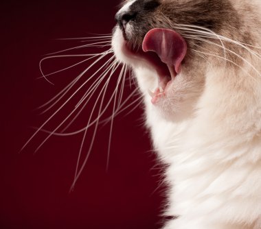 Dudaklarını yalamaya aç ragdoll kedi.