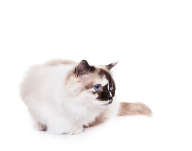 Sevimli Tortie Ragdoll kedi