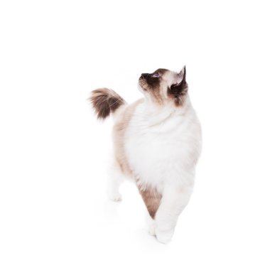 Bir aslan stil saç kesimi ile Ragdoll kedi traş