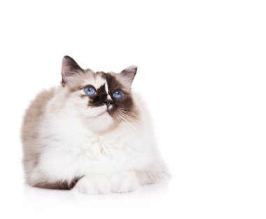 Güzel Tortie Ragdoll kedi