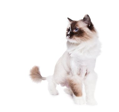 Bir aslan stil saç kesimi ile Ragdoll kedi traş