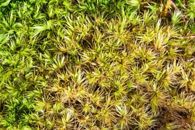 Macro of green sphagnum moss clipart