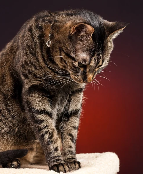 Una caballa gato tabby mirando hacia abajo —  Fotos de Stock