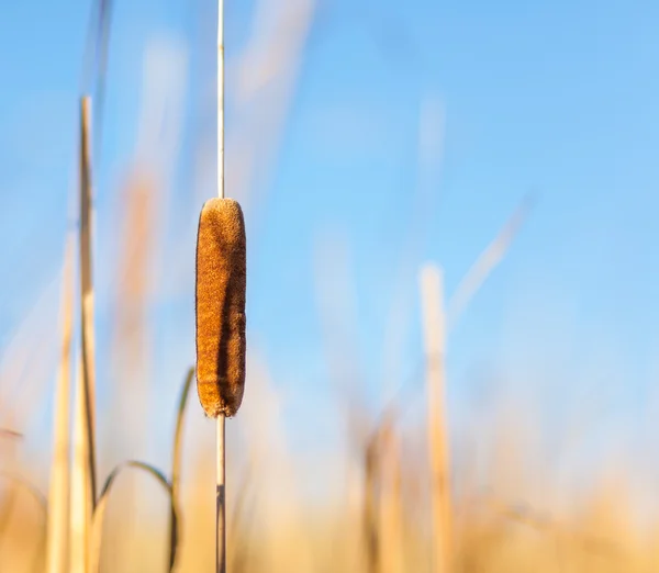 Catail and Reeds at Sunset — Stock Photo, Image