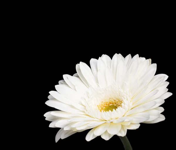 White Gerbera Daisy — Stock Photo, Image