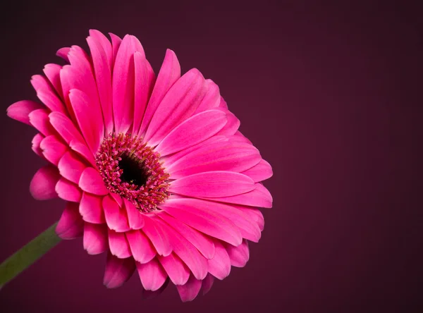 Beautiful Pink Gerber Daisy — Stock Photo, Image