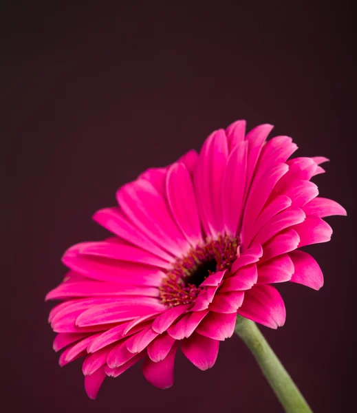 Beautiful Pink Flower — Stock Photo, Image