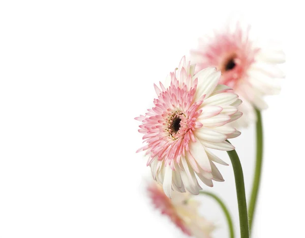 Three Gerber Daisies isolated on white. — Stock Photo, Image