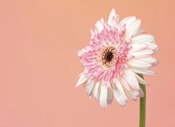 Pretty White and Pink Gerber Daisy — Stock Photo, Image