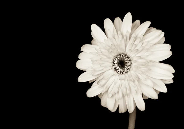 Beautiful Gerbera Daisy in Sepia — Stock Photo, Image