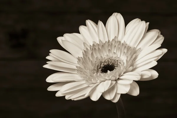 Gerbera daisy flower. — Stock Photo, Image