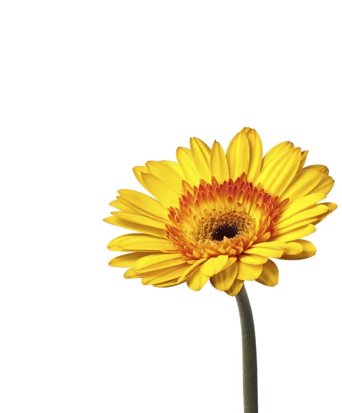 Beautiful yellow Gold Gerbera Daisy — Stock Photo, Image