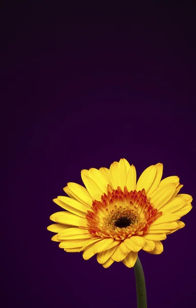 A beautiful yellow gold Gerbera daisy — Stock Photo, Image