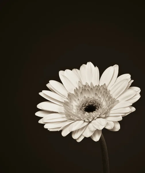 Gerbera daisy flower. — Stock Photo, Image