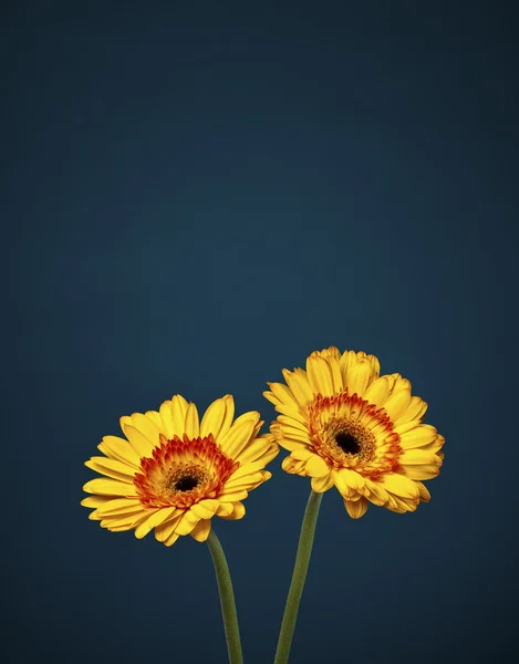 Two beautiful golden Gerbera Daisies — Stock Photo, Image