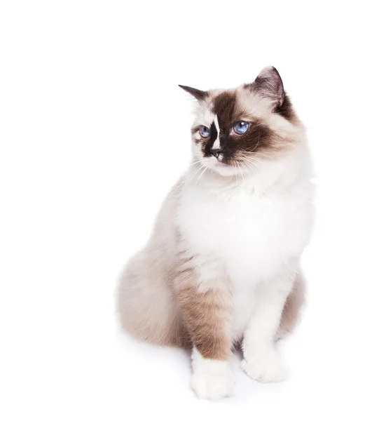 Ragdoll gato em um fundo branco — Fotografia de Stock