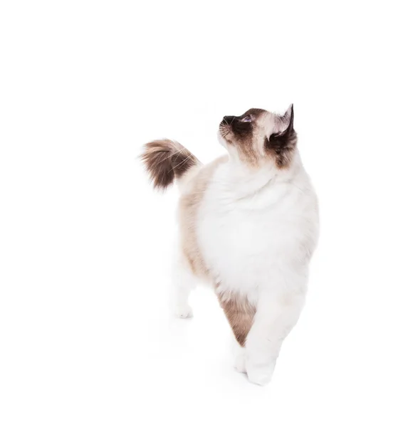 Ragdoll cat shaved with a lion style haircut — Stock Photo