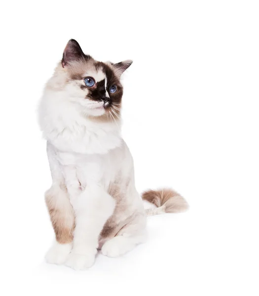 Ragdoll cat shaved with a lion style haircut — Stock Photo