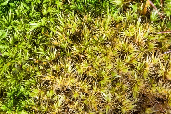Macro de musgo de esfagno verde — Fotografia de Stock