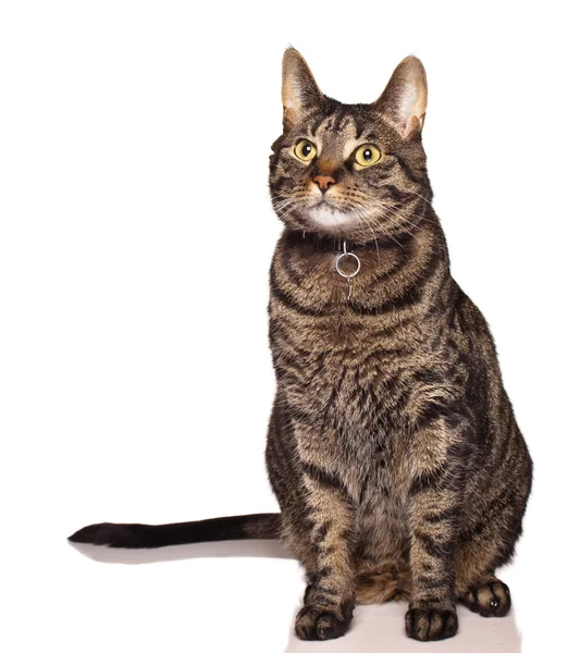 Фіксований чоловічий таббі кіт — стокове фото