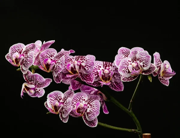 Pink Variegated Moth Orchid Flowers — Stock Photo, Image