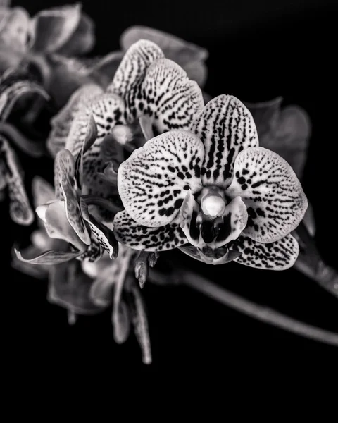 Siyah ve beyaz orkide çiçek açar — Stok fotoğraf
