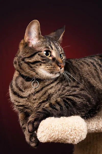 Макрель таббі кіт — стокове фото